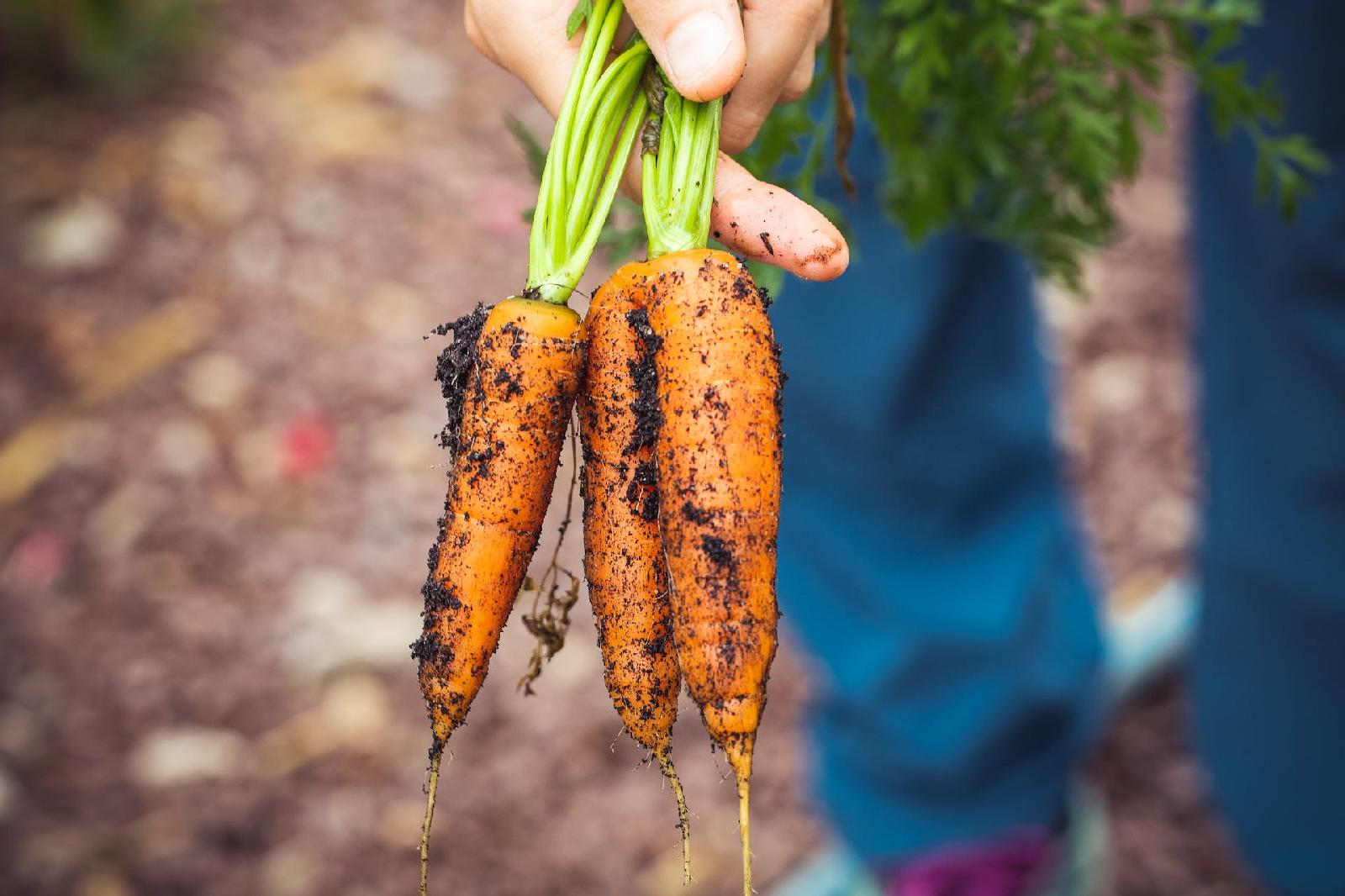 Comment conserver vos carottes du jardin pour en profiter plus longtemps