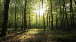 Comment investir dans un groupement forestier à Angers pour un avenir durable : analyse des rendements de la filière bois
