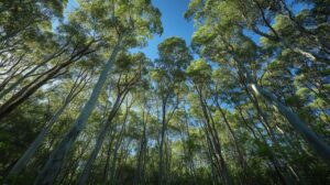Eucalyptus Gunnii : Inconvénient et risques environnementaux à surveiller pour la biodiversité
